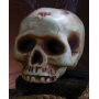 Large Skull - Halloween Decorations